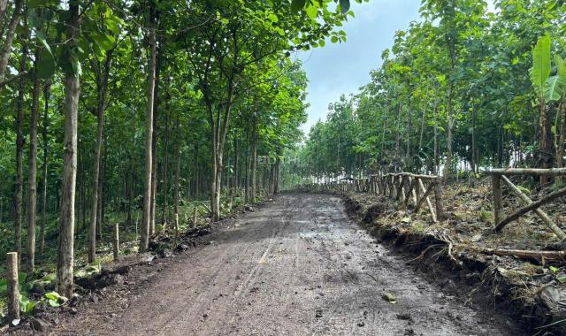 Đất Đẹp La Ngà – Sổ Riêng, View Chill, Đường Ô Tô – Chính Chủ Sang Nhượng