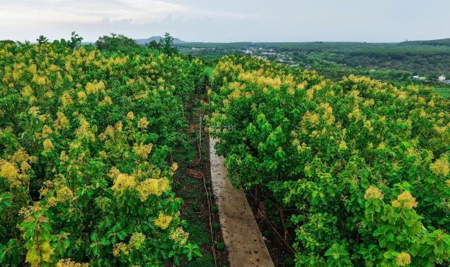 BÁN ĐẤT VƯỜN LA NGÀ - ĐỊNH QUÁN, ĐỒNG NAI, VIEW HỒ TRỊ AN 1000m2 GIÁ CHỈ 850TR