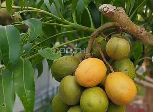 Ann về Úc bán nhà mặt tiềng đường cách Vạn Phúc City chưa tới 50m