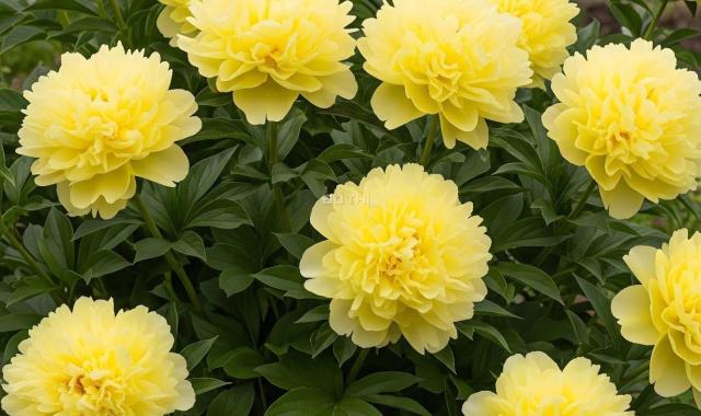 Ann về Úc bán nhà mặt tiềng đường cách Vạn Phúc City chưa tới 50m