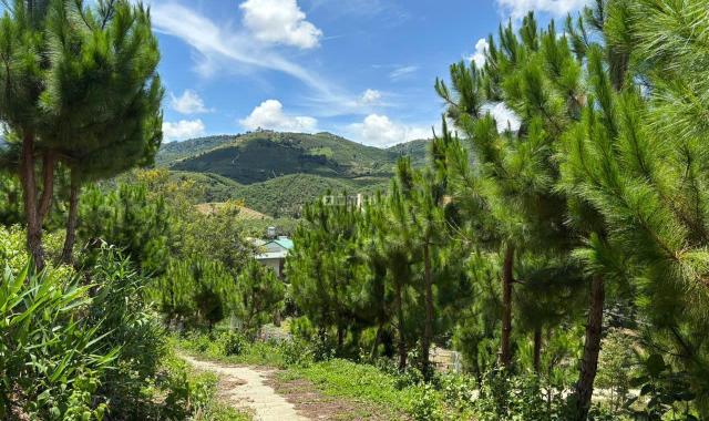 6000m² đất QH thổ cư mặt tiền B'Lao Xê Rê, view 360, khu dân cư hiện hữu, phường 3, TP Bảo Lộc