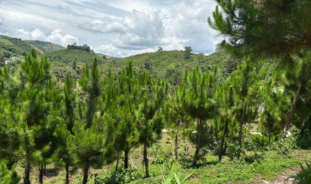 6000m² đất QH thổ cư mặt tiền B'Lao Xê Rê, view 360, khu dân cư hiện hữu, phường 3, TP Bảo Lộc