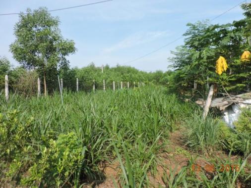 Bán đất nhà vườn gần giáo sứ Thiên Lộc, ấp Long Đức, Tam Phước, Biên Hòa