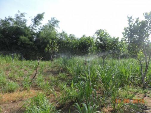 Bán đất nhà vườn gần giáo sứ Thiên Lộc, ấp Long Đức, Tam Phước, Biên Hòa