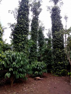 17000m2 vườn tiêu với cà phê đang cho thu hoạch ấp 9, xã Xuân Tây