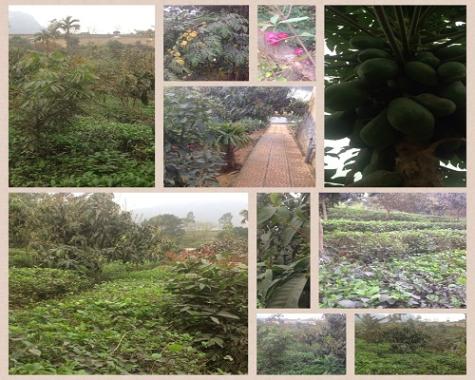 Cần bán nhà vườn, 10.000m2, tại xã Trần Phú, huyện Chương Mỹ, TP Hà Nội