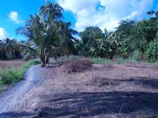 Đất có vườn cây ăn trái mặt tiền đường Tỉnh lộ 909 Phú Đức LH TP Vĩnh Long