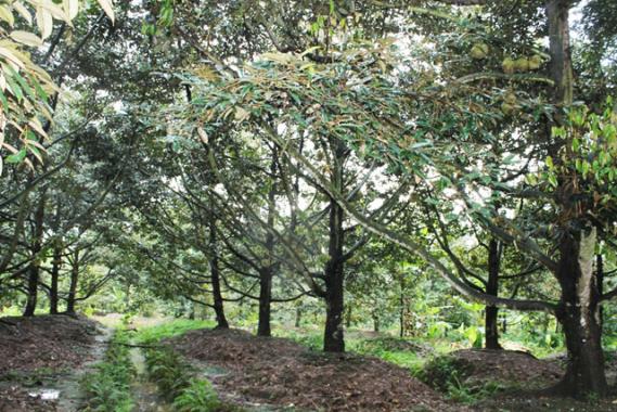 Bán vườn cây 4ha QL20 xã Hà Lâm, huyện Đạ Huoai, Lâm Đồng. Giá 4.7 tỷ TL