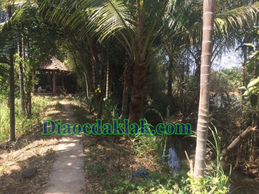 Bán nhà vườn DT 4,350m2 Nguyễn Thị Định có ao cá, cây ăn trái, nhà sàn gỗ hương
