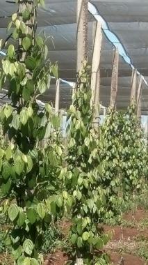 Cần bán 2 hecta vườn đang thu hoạch tại Pleiku, Gia Lai