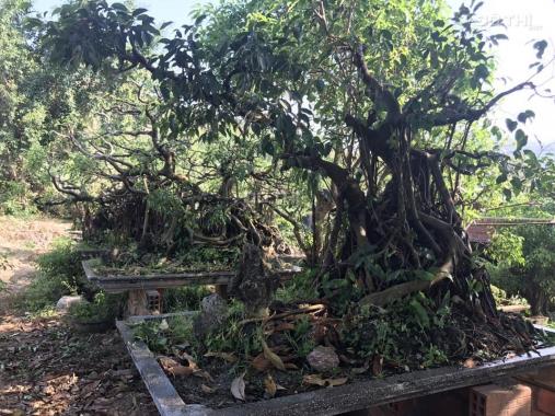 Bán nhà vườn cây cảnh TP biển Quy Nhơn, Bình Định, gần NH Phố Núi, sau kho Việt Răng, 01246993703