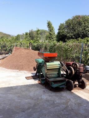 Bán 2 hecta rẫy cà phê, tiêu huyện Krông Ana, Đắk Lắk, giá 1,25 tỷ