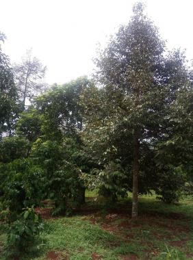 Cần bán 3,700m2 đất đỏ Bazan vườn sầu riêng với bơ, xã Bảo Bình, huyện Cẩm Mỹ