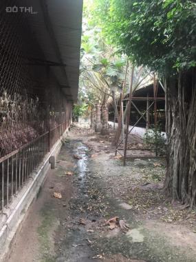 Cần cho thuê trại heo đường Nguyễn Thị Rành, DT 11000 m2. Củ Chi