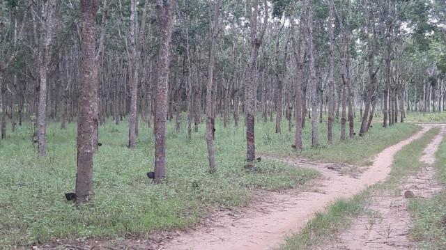 Bán vườn cao su 148 ha tại Lộc Ninh, Bình Phước, 45 tỷ. LH 0865860853