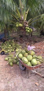 Bán vườn Dừa Dứa 15500m2, có 1.200 gốc dừa đang thu hoạch 40tr/tháng. 4.1 tỷ