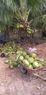 Bán đất 15.500m2 SHR, có 1200 gốc dừa đang thu hoạch 400tr/năm