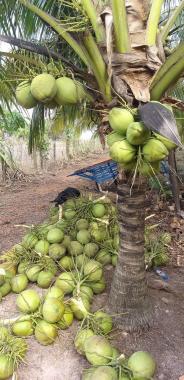 Bán vườn dừa dứa rộng 15500m2, thu nhập 400tr/năm, SHR