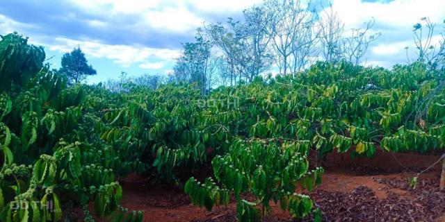 Bán đất rẫy cà phê đẹp có sổ đỏ tại Ia Sao - Gia Lai - 2030 cây, giá chỉ 1.05 tỷ