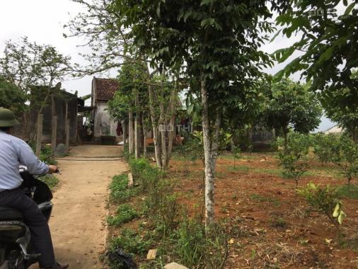 Bán vườn cam tại Cao Phong, Hòa Bình đã được thu, đầy đủ cơ sở vật chất