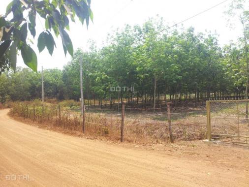 Mô hình trang trại tại Lộc Quang, Lộc Ninh, Bình Phước dt 19970m2, giá 1 tỷ 6