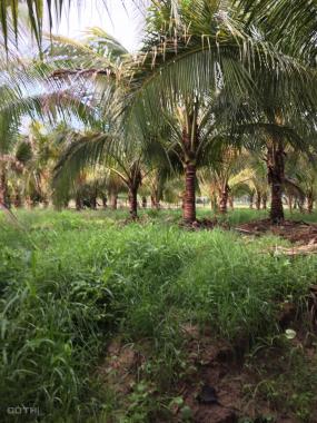 Bán trang trại rộng gần 8 hecta, cách thành phố Nha Trang chỉ 15km