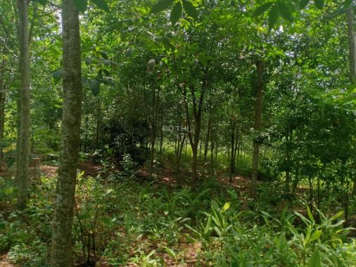 Cần bán lô đất cao su giá tốt tại huyện Cẩm Mỹ, tỉnh Đồng Nai