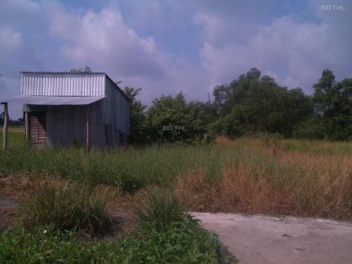 Cho thuê đất hoặc hợp tác làm nông nghiệp tại xã Trường Bình, huyện Cần Giuộc, tỉnh Long An