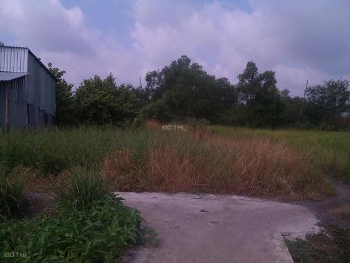 Cho thuê đất hoặc hợp tác làm nông nghiệp tại xã Trường Bình, huyện Cần Giuộc, tỉnh Long An