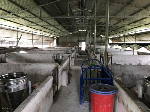 Bán trang trại chăn nuôi 24.000m2 tại thị xã Phú Mỹ, Bà Rịa Vũng Tàu