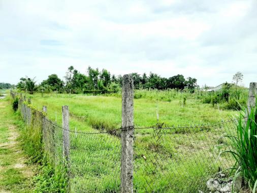 Hết HĐ cần cho thuê hơn 16 công đất đang trồng dược liệu, Tam Bình, Vĩnh Long. Giá 600 tr/5 năm