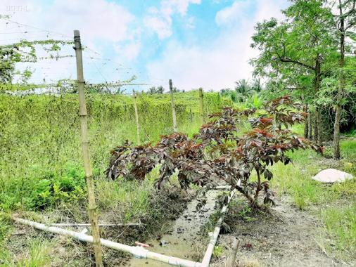 Hết HĐ cần cho thuê hơn 16 công đất đang trồng dược liệu, Tam Bình, Vĩnh Long. Giá 600 tr/5 năm