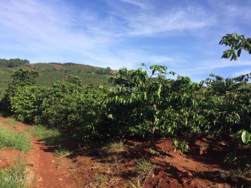 Cần vốn kinh doanh: Bán gấp 2 ha đất nông nghiệp cà phê tại xã Mê Linh