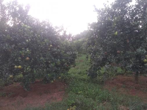 Bán đất trồng cam đang cho thu hoạch tại xã Cao Thắng, Lương Sơn, Hòa Bình, giá đầu tư