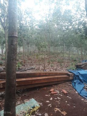 Chính chủ cần bán 2 lô đất vườn trồng cây lâu năm, tại tỉnh Đăk Nông