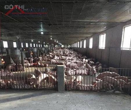 Cần bán trang trại chăn nuôi heo quy mô công nghiệp tại xã Núi Tượng, huyện Tân Phú, tỉnh Đồng Nai