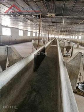 Cần bán trang trại chăn nuôi heo quy mô công nghiệp tại xã Núi Tượng, huyện Tân Phú, tỉnh Đồng Nai