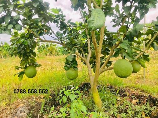 Bán trang trại vườn ăn trái rộng 32.000m2 giá chỉ 125.000vnđ/m2/th, LH 0788.558.552
