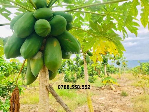 Bán trang trại vườn ăn trái rộng 32.000m2 giá chỉ 125.000vnđ/m2/th, LH 0788.558.552