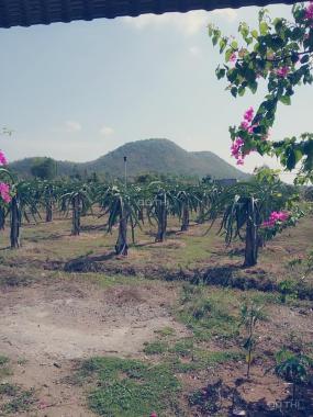 Bán rẻ 3,6 hecta đất trang trại đẹp xã Hồng Liêm, Bình Thuận, sổ đỏ