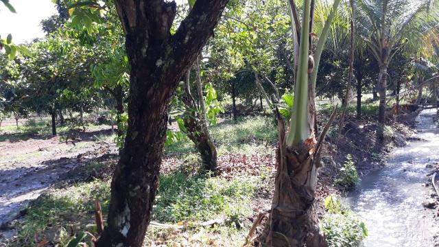 Bán đất vườn trái cây đang cho thu hoạch nằm ven thị trấn Dầu Giây