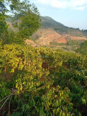 Bán 2,2ha đất rẫy tại Đắk Song, Đắk Nông, đang trồng tiêu và cafe, có suối nước lớn