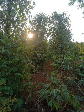 Bán 2,2ha đất rẫy tại Đắk Song, Đắk Nông, đang trồng tiêu và cafe, có suối nước lớn