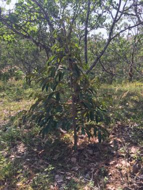 Chính chủ cần bán 13000m2 đất vườn đang trồng sầu riêng năm 2 ở Lộc Bắc Bảo Lâm, Lâm Đồng