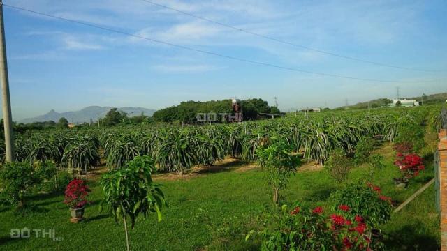 Bán khu vườn Bình Thuận xanh mát 5.5ha có căn biệt thự gỗ và 5000 gốc thanh long, 15 tỷ, sổ riêng