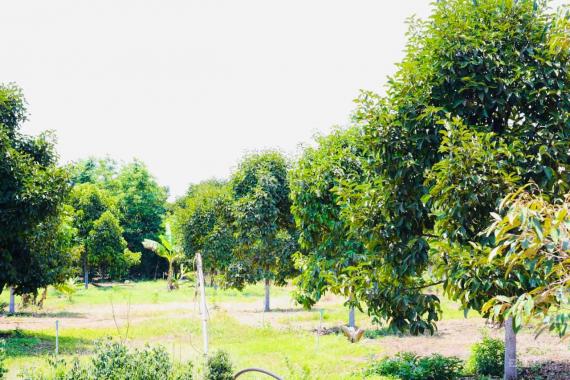 Bán vườn trái cây sẵn có tại Bà Rịa Vũng Tàu, có sổ và 100m2 thổ cư