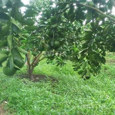 Siêu phẩm trang trại, dự án sinh thái
