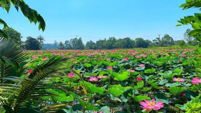 Bán đất Điện Bàn - Chỉ 200tr có ngay đất bên hồ sen tuyệt đẹp. Điện Tiến giáp Hòa Tiến, TP. Đà Nẵng
