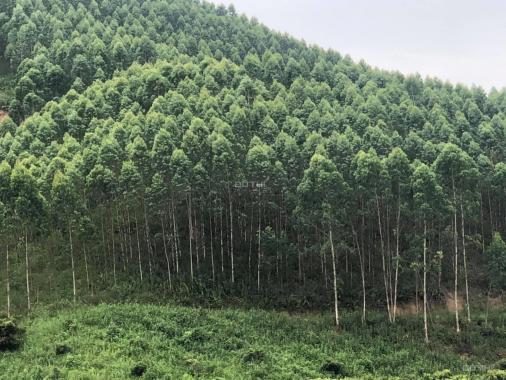 Chỉ 12 nghìn/m2 đất trồng rừng ở Lạng Sơn