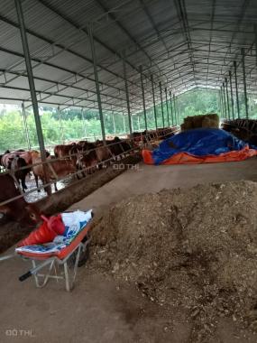 Cần bán đất kèm trang trại bò xã Xuân Hòa, huyện Xuân Lộc